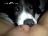 Cute mutt eating a raw kitten